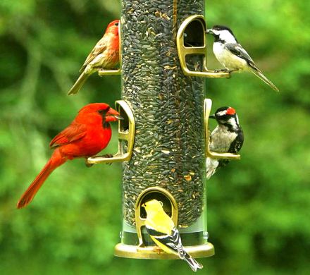 Cardinal And Songbird Feeder