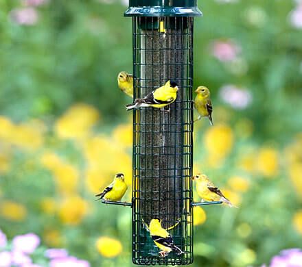 Squirrel Proof Finch Feeder