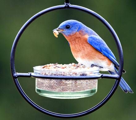 Sphere Hanging Bird Feeder