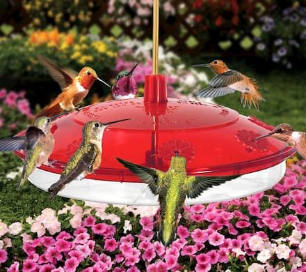Large Hummingbird Feeder
