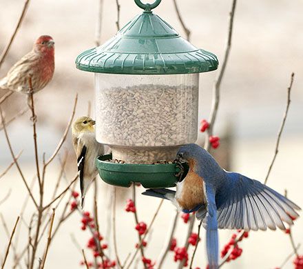 Compact Clinger Bird Feeder