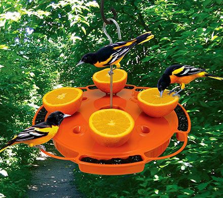 3-Way Oriole Feeder