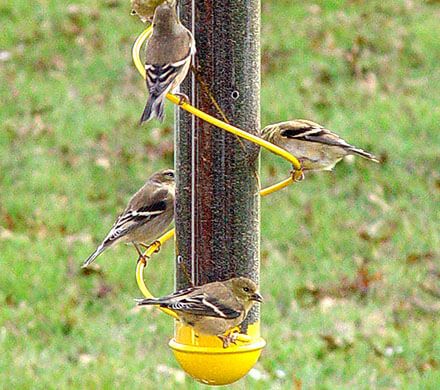 Colorful Spiral Finch Feeder