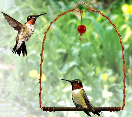 Hummingbird Swing