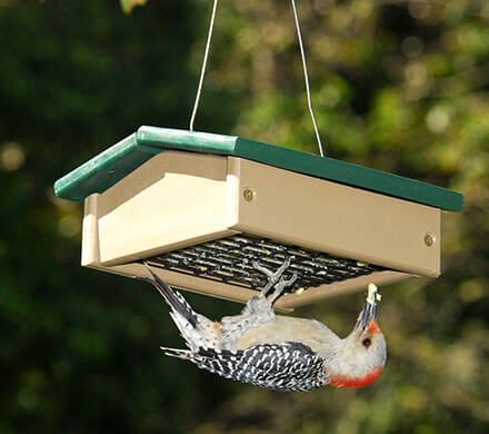 Suet-Sized Upside Down Feeder