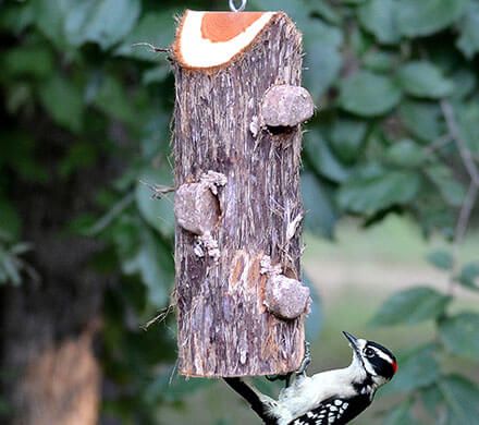 Perch-Free Suet Log Feeder