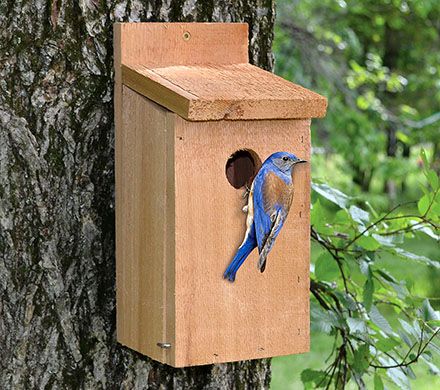 Red Cedar Bluebird Home