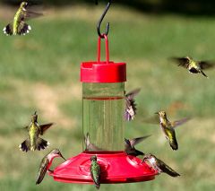 Hummingbird Feeder with Perch and Built-in Ant Moat TONSAN Mary Hummingbird Feeder with Ant Moat Best Hummingbird Feeder with 30 Feeding Ports for Outdoor Hanging 
