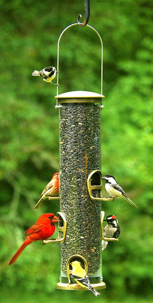 Cardinal And Songbird Feeder