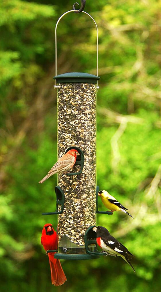 Cardinal And Songbird Feeder