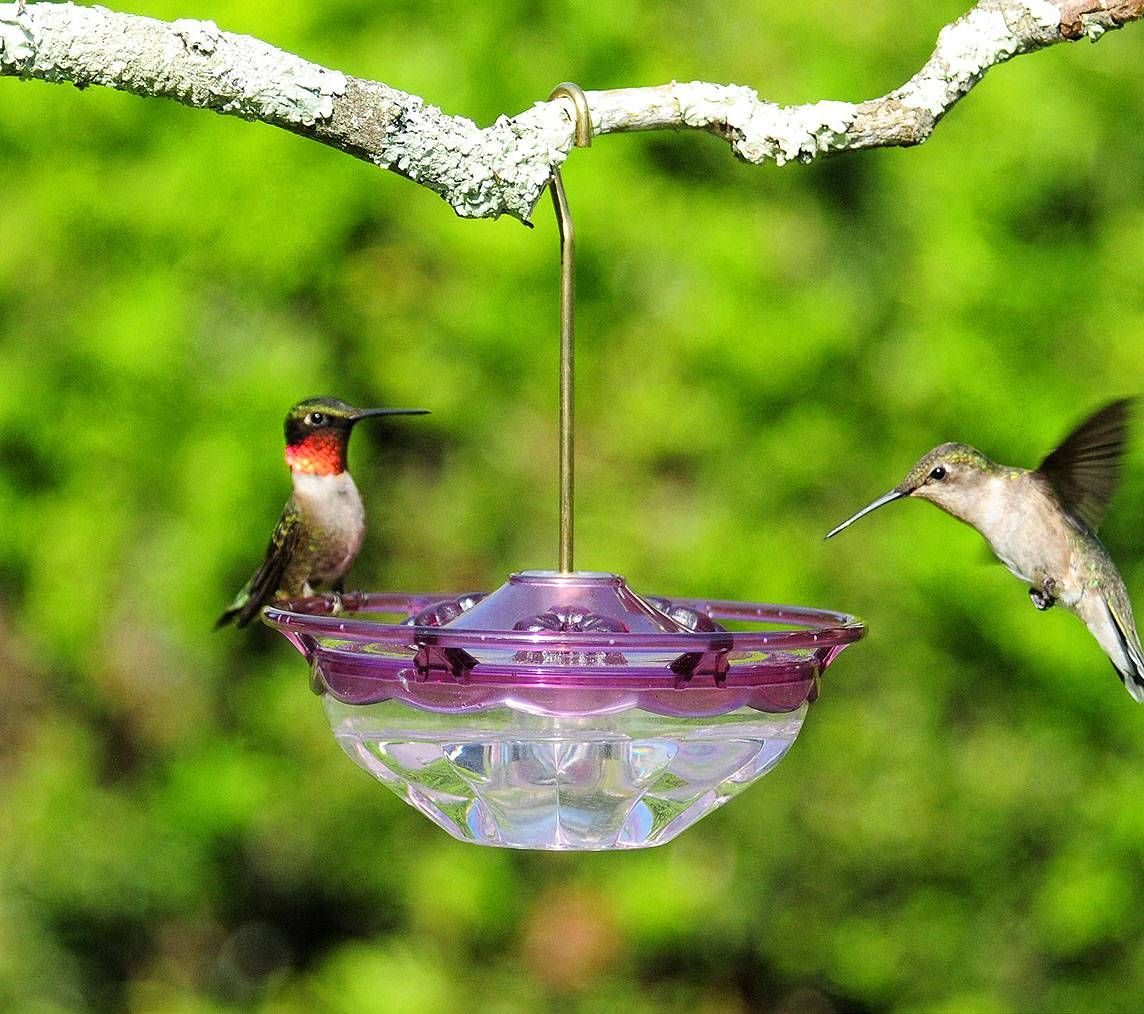 Compact Hummingbird Feeder 4oz