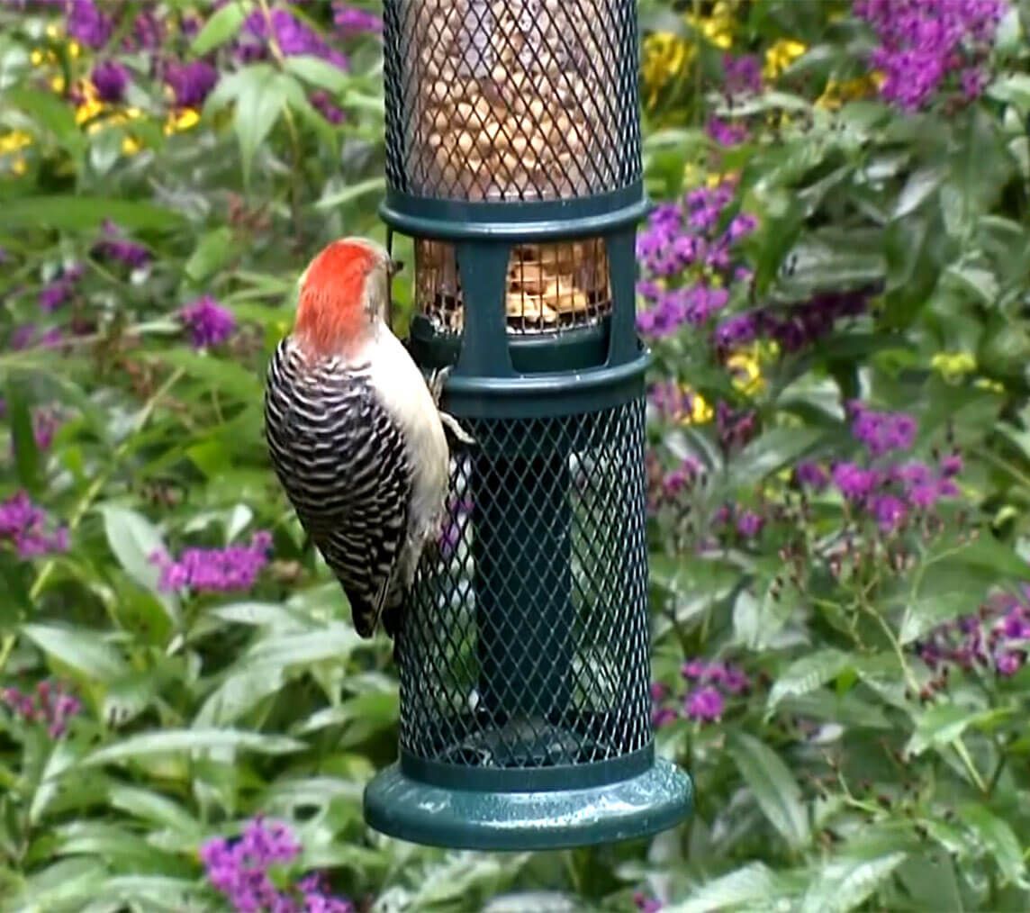 Squirrel Buster Nut Nugget Feeder Wild About Birds