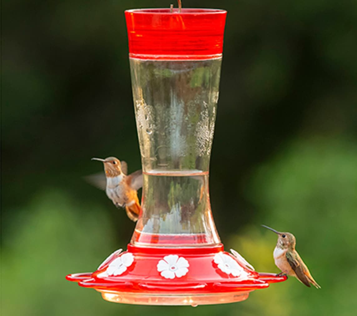 6 x Evergreen Glass Hummingbird Feeder Ant Moats Red Blue and Green #1A283 