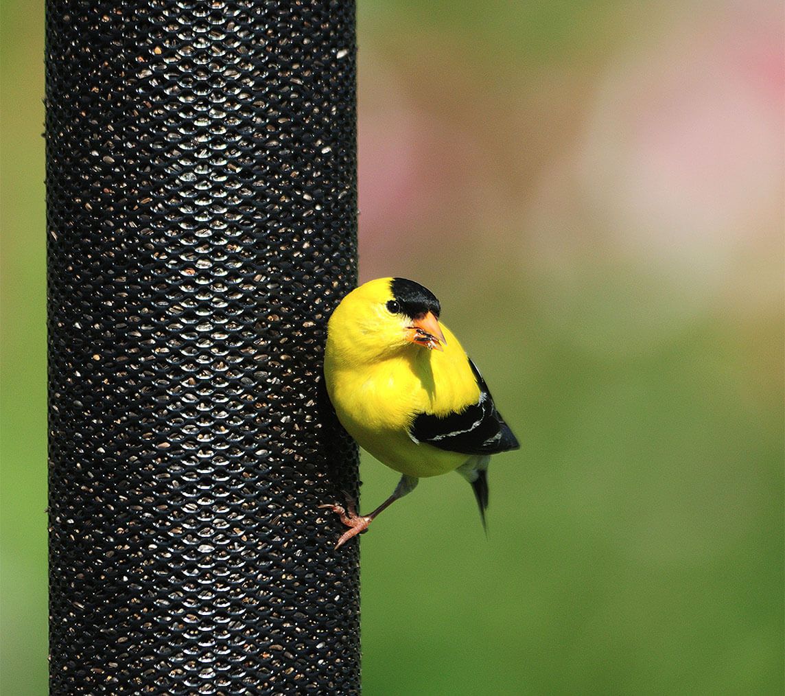 Onyx Clever Clean Finch Feeder Wild About Birds