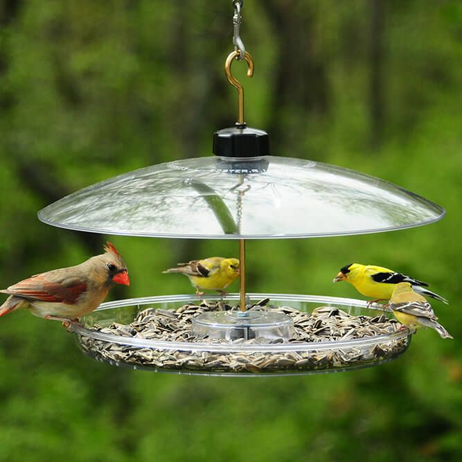 Large Covered Platform Feeder Wild About Birds