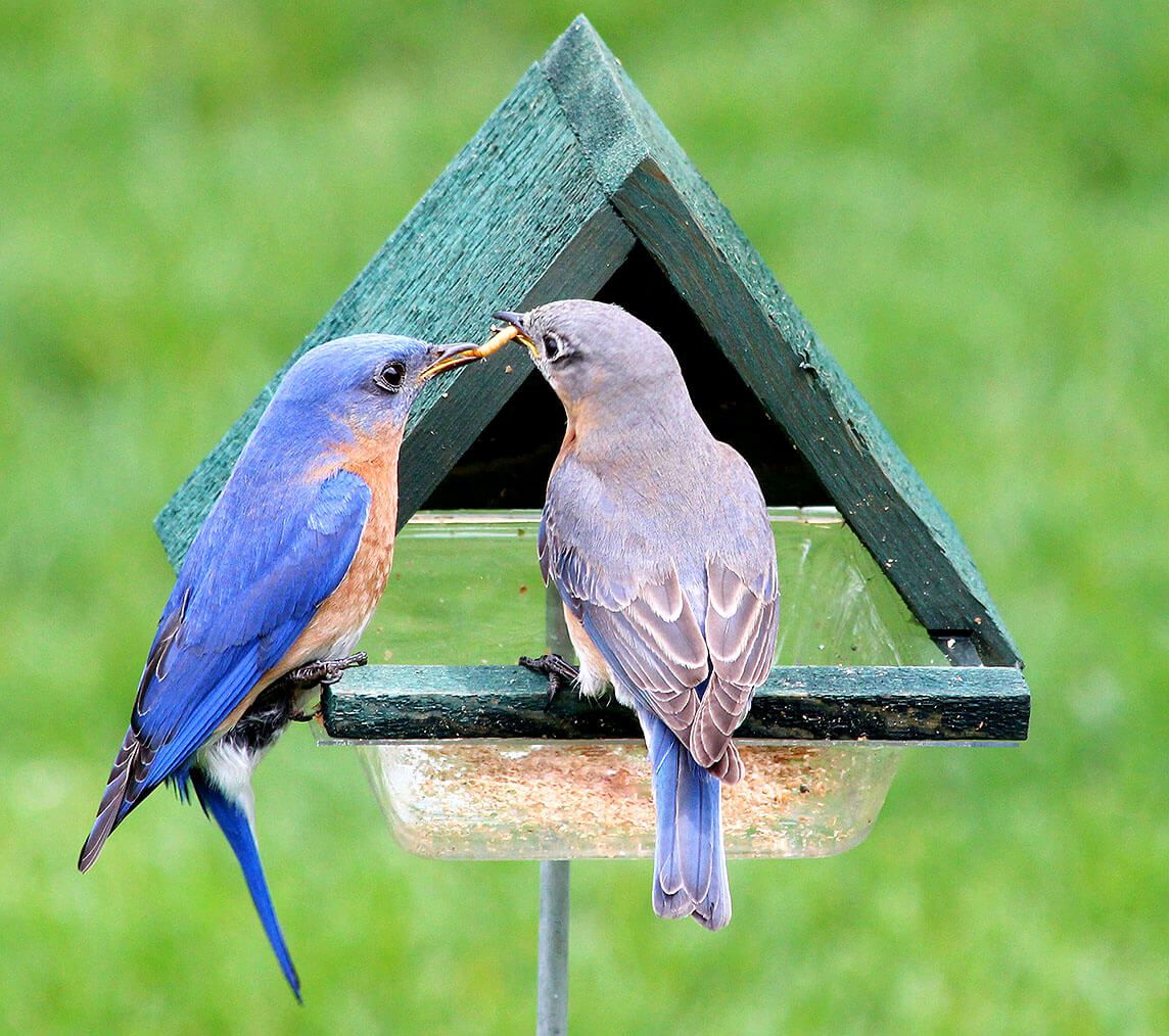 Cedar Mealworm Seed Chalet