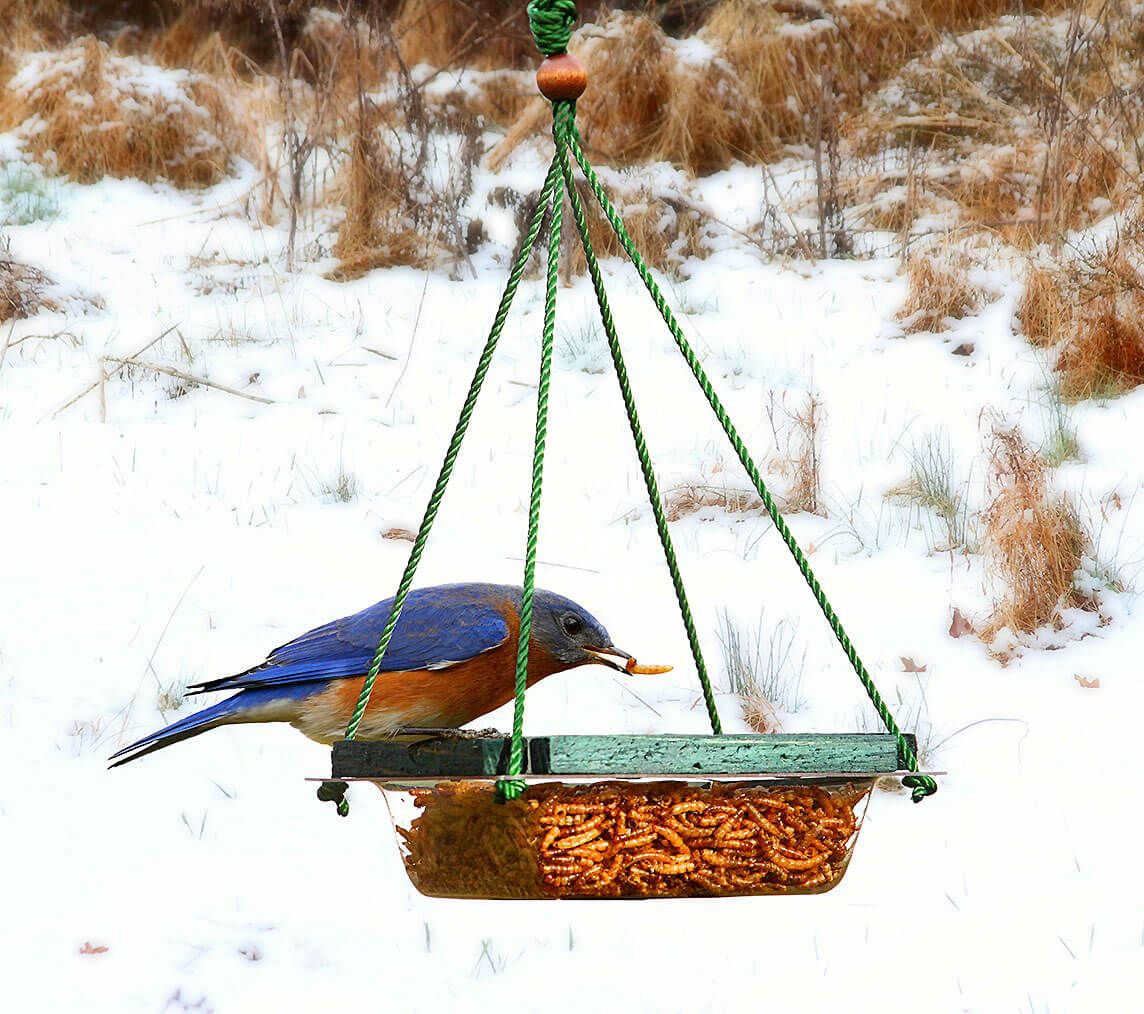Simple Hanging Mealworm Feeder