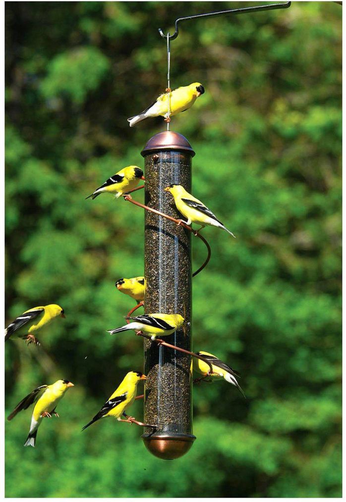 Finch Feeder Goldfinch Nyger Seed 