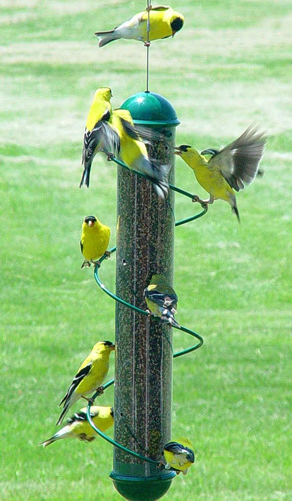 Finch feeder discount