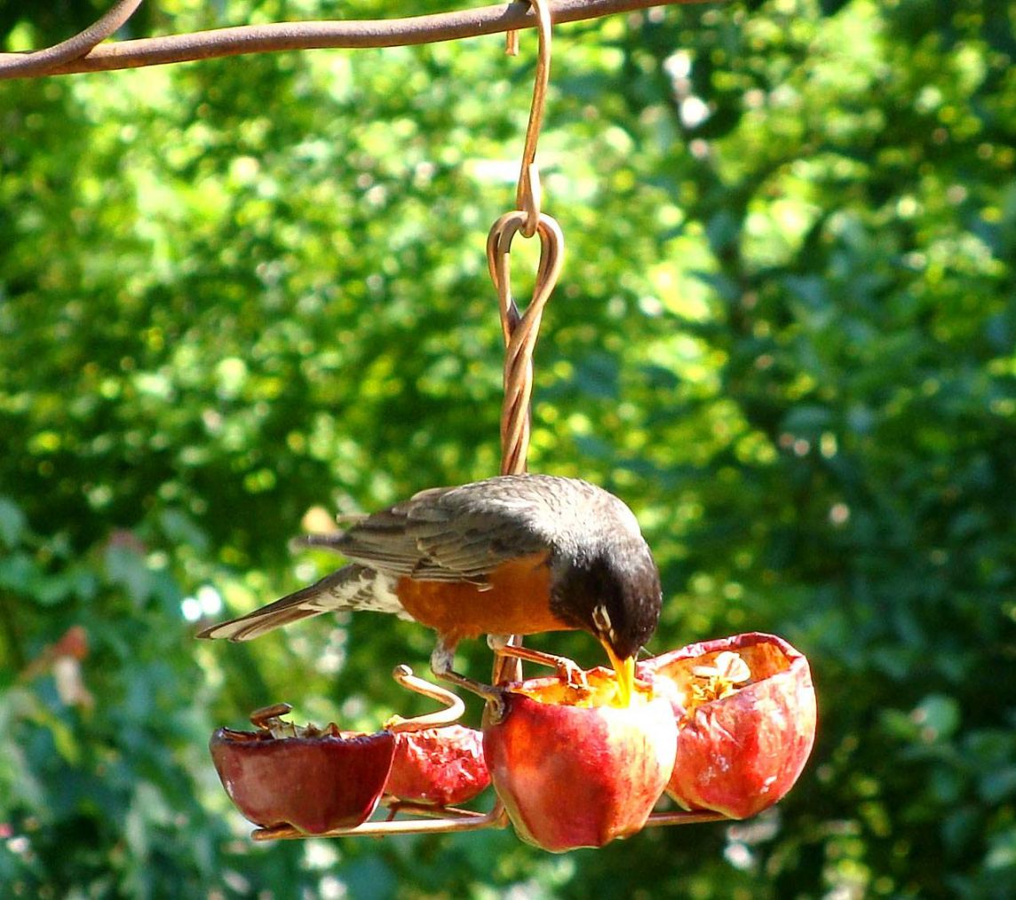 Apple Anchor Bird Feeder