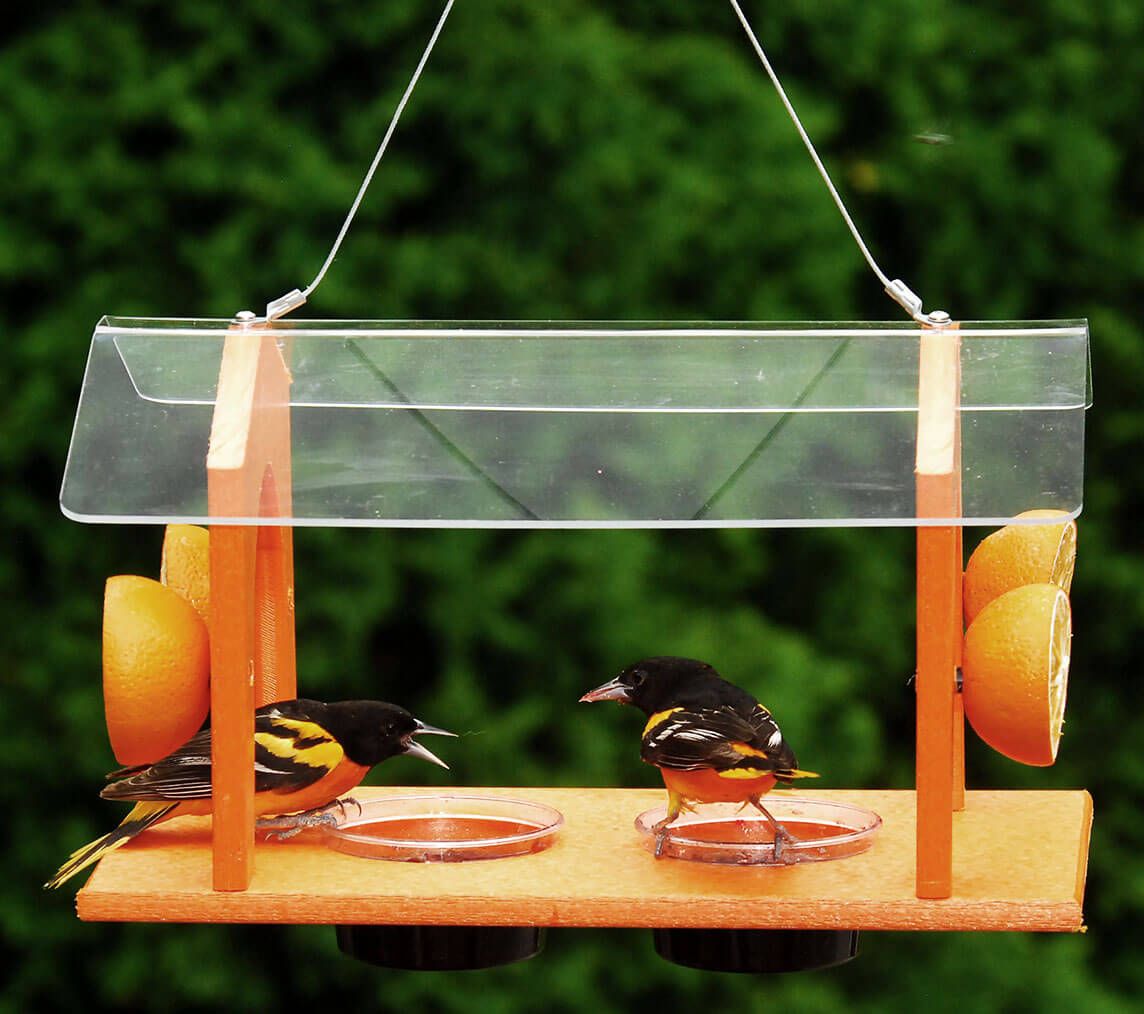 Large Covered Oriole Feeder