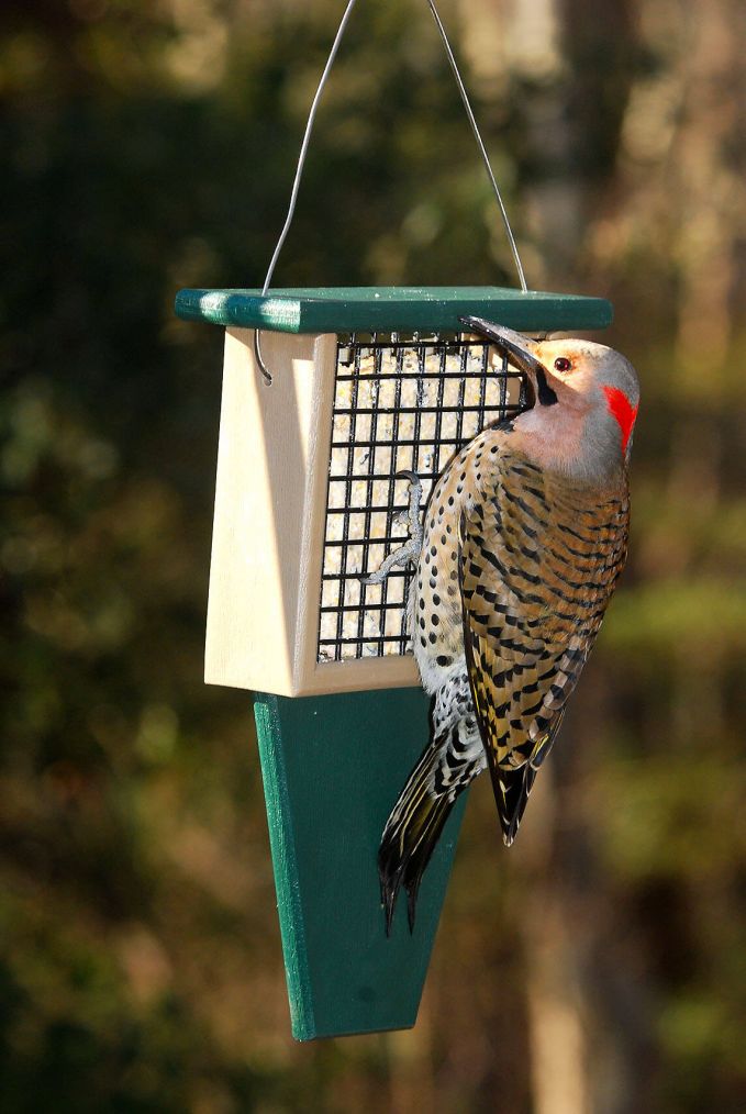 Made in the USA Details about   Birds Choice SNWP Recycled Woodpecker Feeder w/Green Roof 
